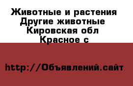 Животные и растения Другие животные. Кировская обл.,Красное с.